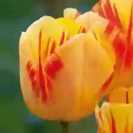 Olympic Flame